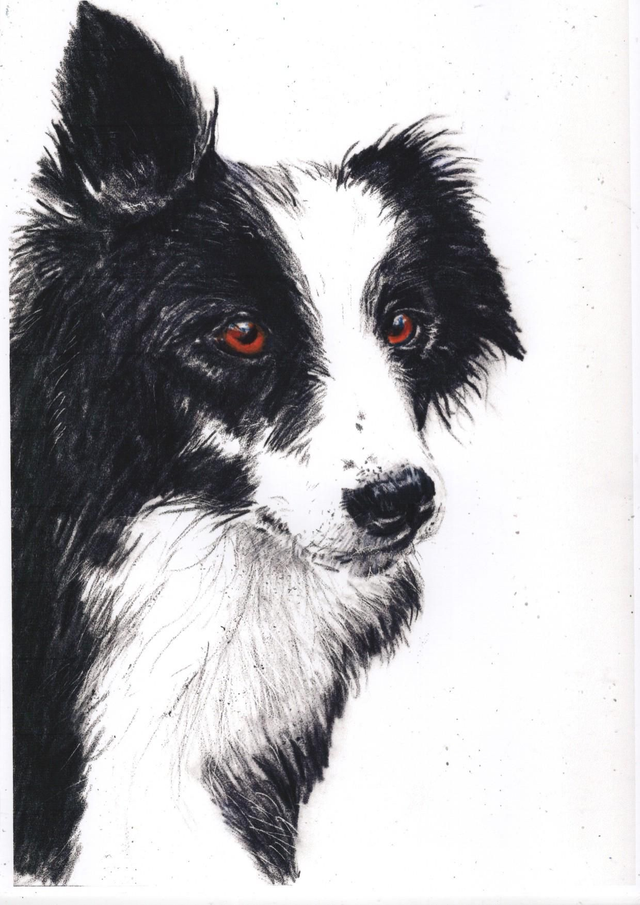 Collie