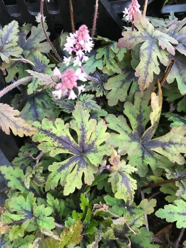 Tiarella 'Angel Wings' 