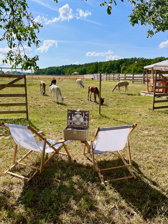 Gutschein "Picknick auf der Alpakaweide" mit gefülltem Picknickkorb für 2 Personen