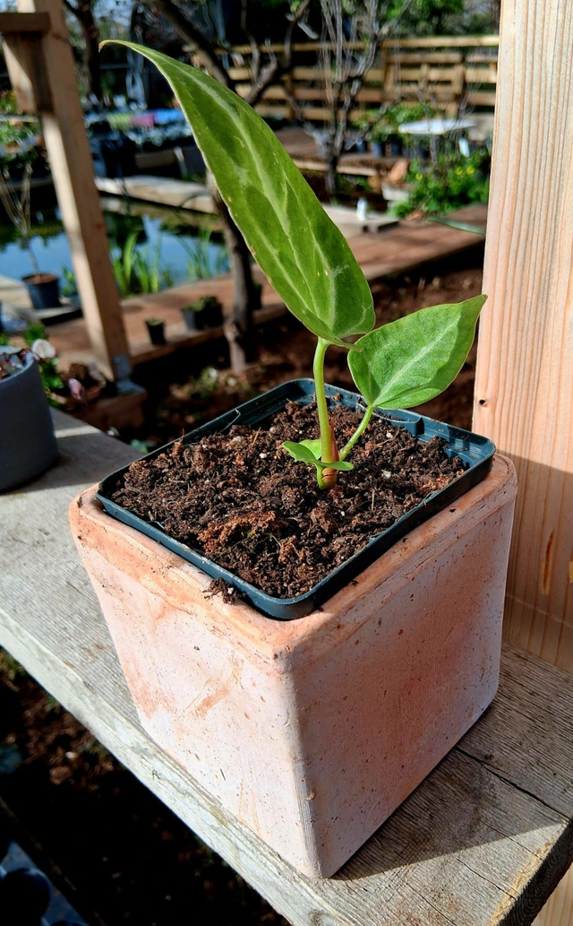 S06 . Anthurium magnificum in "CUBO TERRA DI SIENA 10"