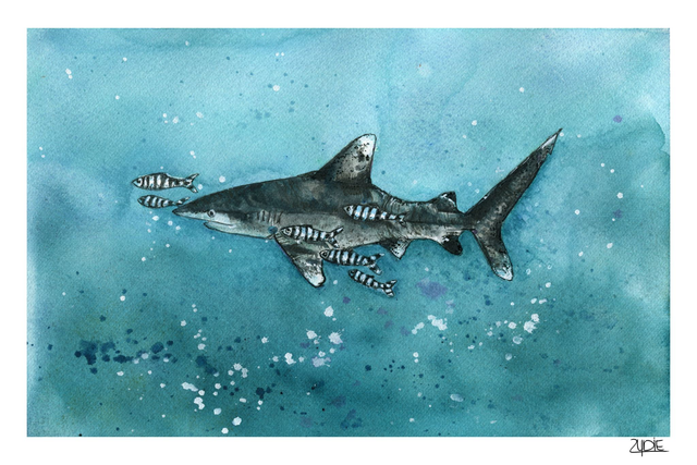 FineArt-Print - Spendenbild: Weißspitzen-Hochseehai 