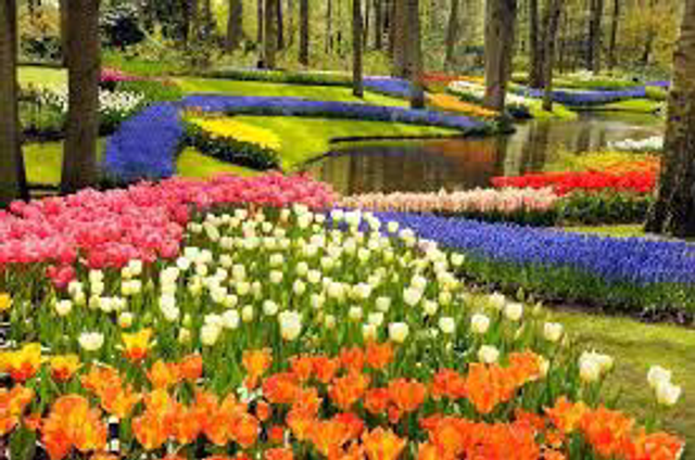 Keukenhof entry tickets Plus round-trip transportation and unlimited GVB Transportation in AMS for 24 hours