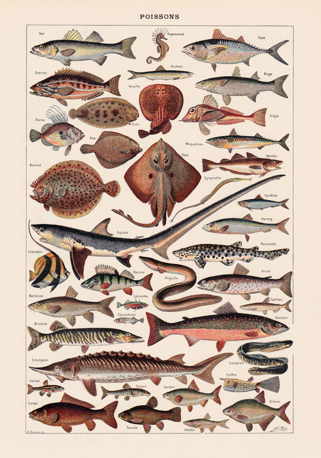 Chart Larousse Poissons