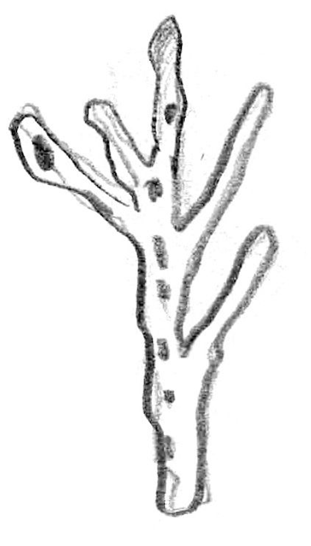 Mina Mond - Tattoo Flash n°34