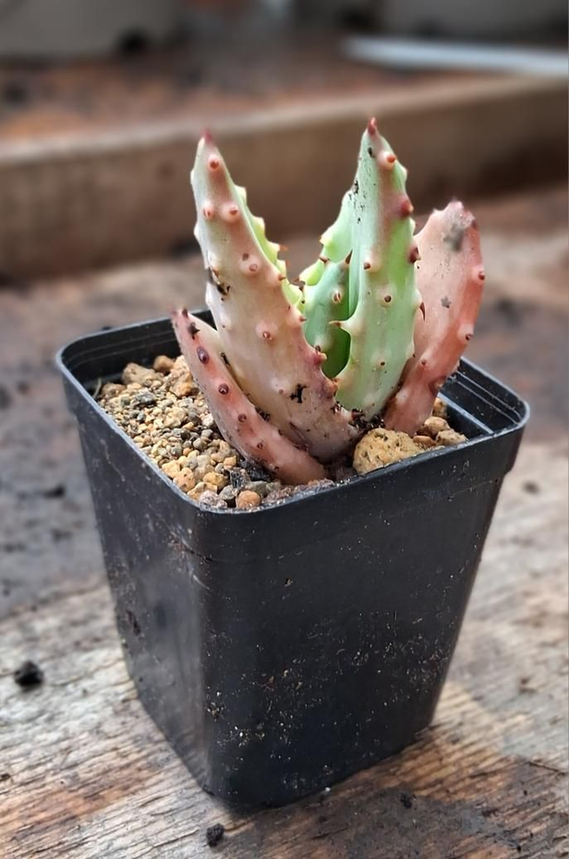 D129 . Aloe aculeata vaso 5.5