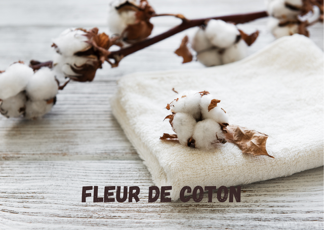 FLEUR DE COTON GALET FONDANT 15g