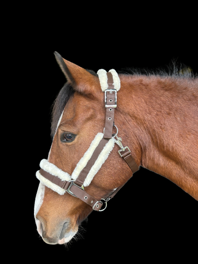 LICOL EQUITHÈME "MOUTON SYNTHÉTIQUE"