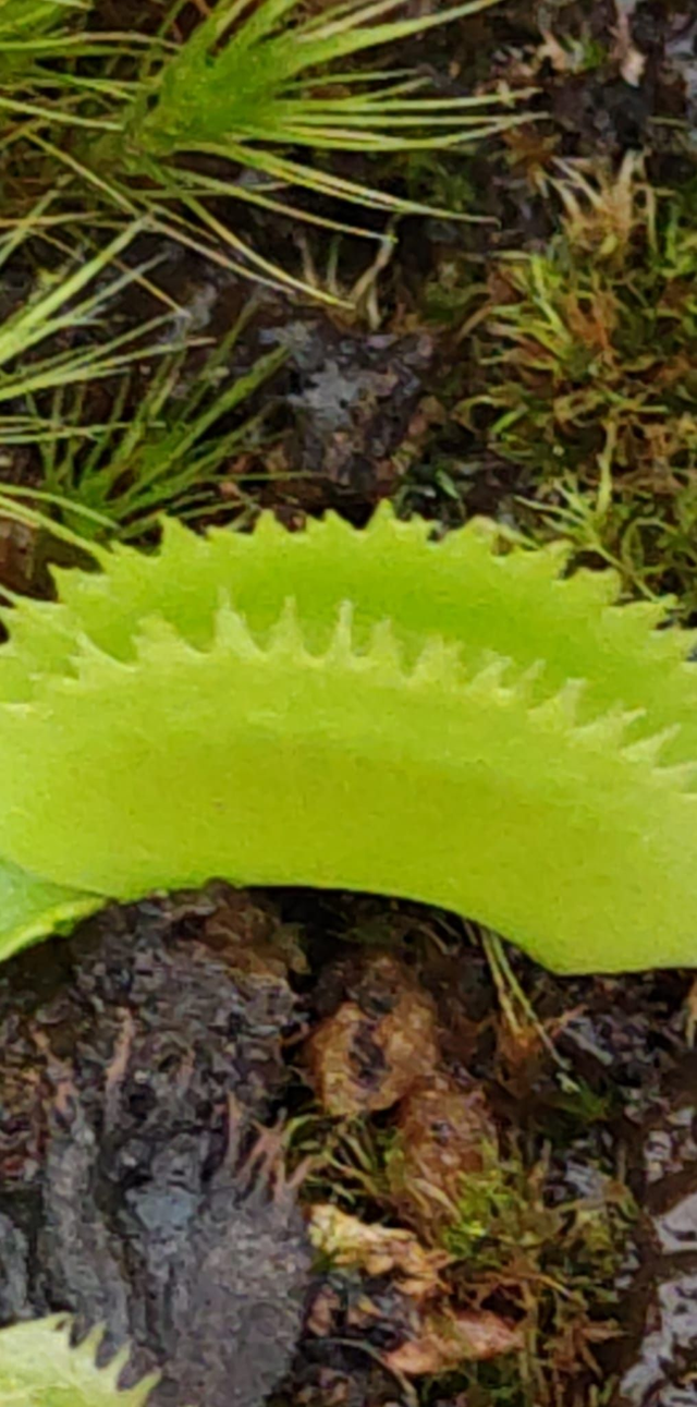 Dionaea muscipula &#039;Sawtooth&#039;