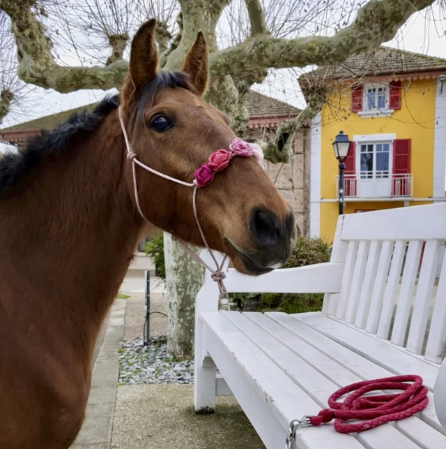 Licol Rosalia taille cheval - dégradé rose 