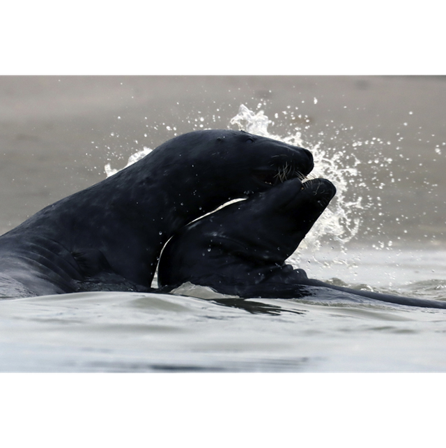 Rixe pour un carré de sable (ref: 5604)