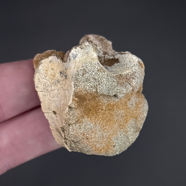 Pachycephalosaurus Vertebra 