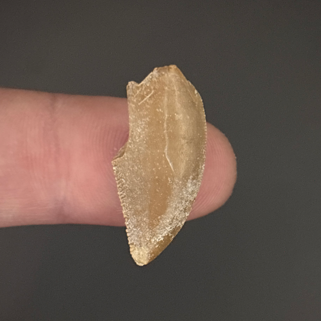Majungasaurus Tooth