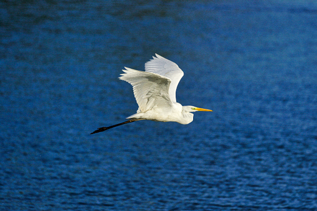 Grande aigrette