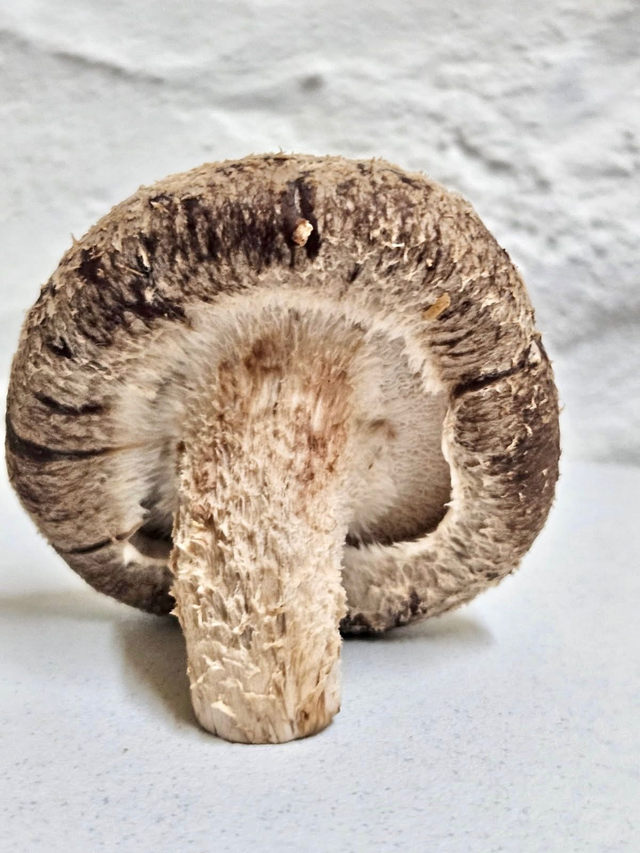 Shiitakés Bio Frais par 100 g 🧺