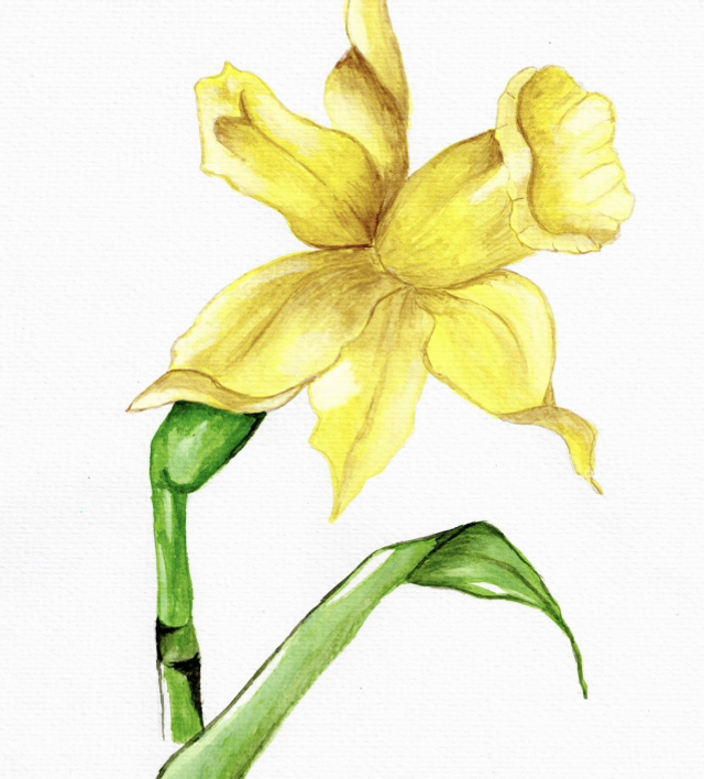 Daffodil 