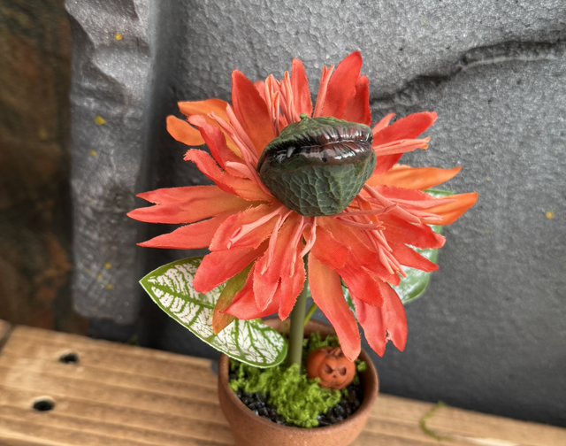 🔥 Specimen: The Emberjack Bloom