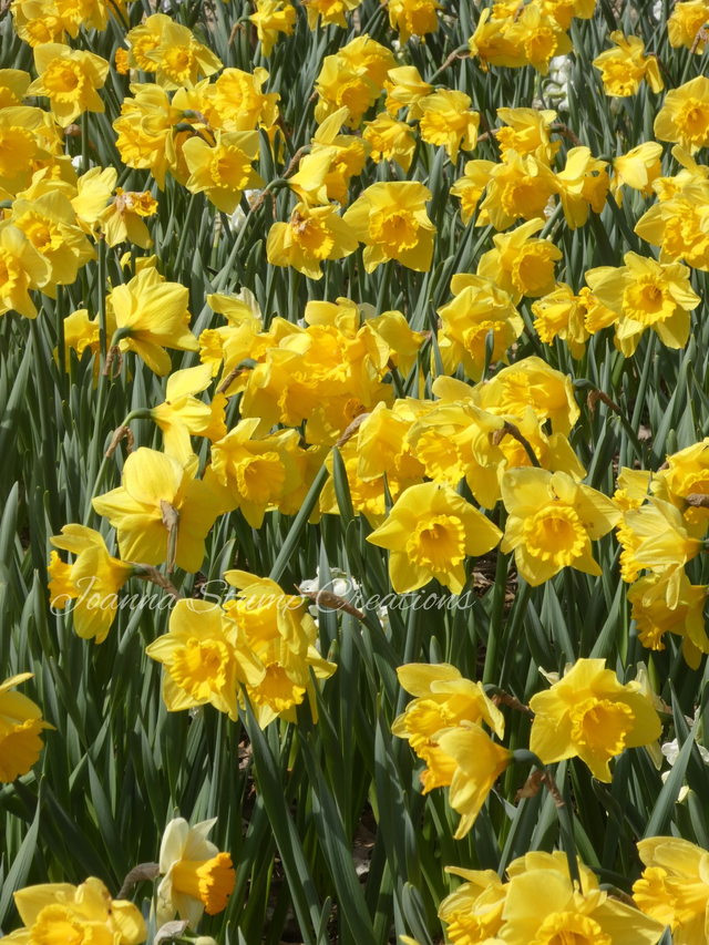 Photographic Open Edition Print, from my "Floral" collection "Easter Parade"