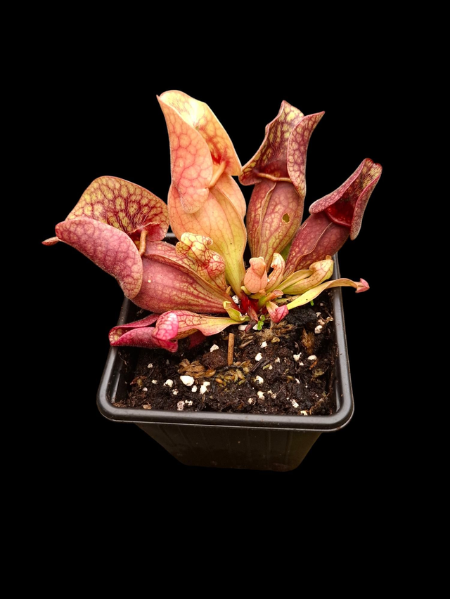 Sarracenia purpurea &#039;Extremely Dense&#039; X Sarracenia purpurea var. Montana &#039;Mclures Bog&#039; P9