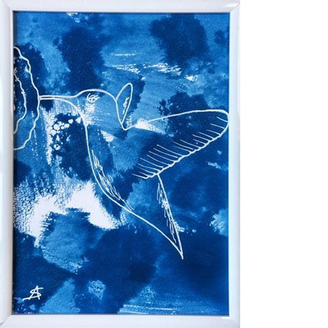 Cyanotype colibri