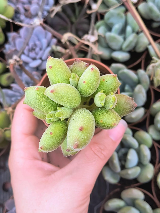 Cotyledon tomentosa 'Garrita de oso'