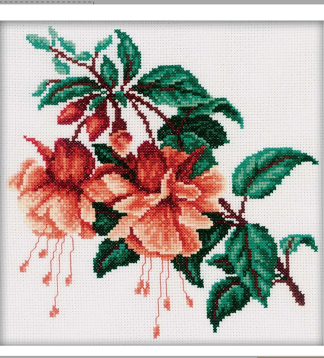 Fuchsie
