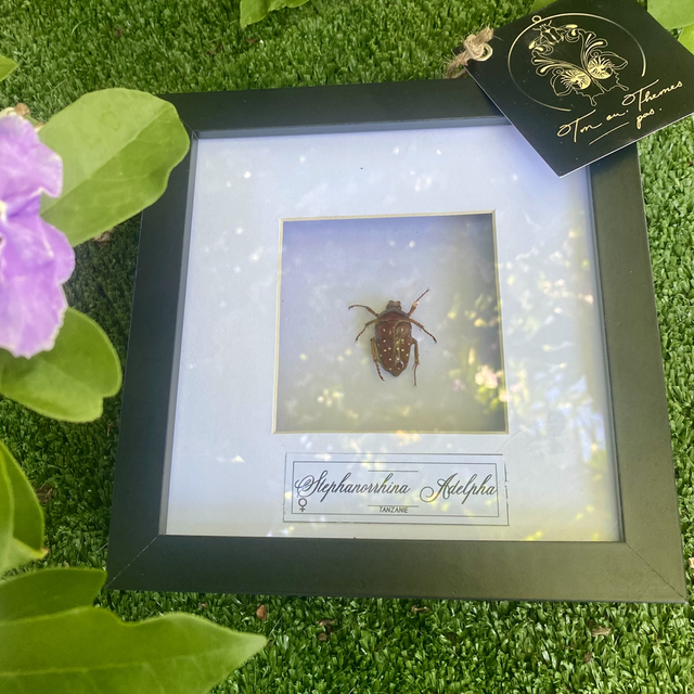 Cadre scarabée Stephanorrhina adelpha