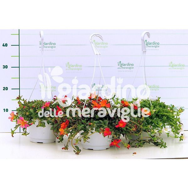 A20 . Portulaca cupcake in vaso 14