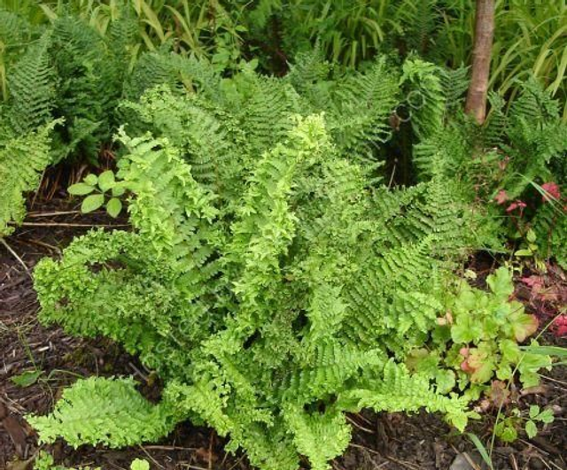 Dryopteris filix-mas 'Parsley'- Parsley Male Fern 