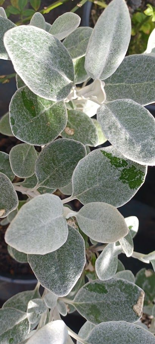 Brachyglottis Silver Dormouse