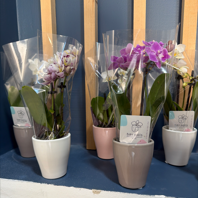 Mini orchidée 2 tiges 