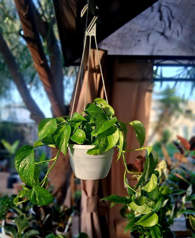 B105 . Pothos in basket 18