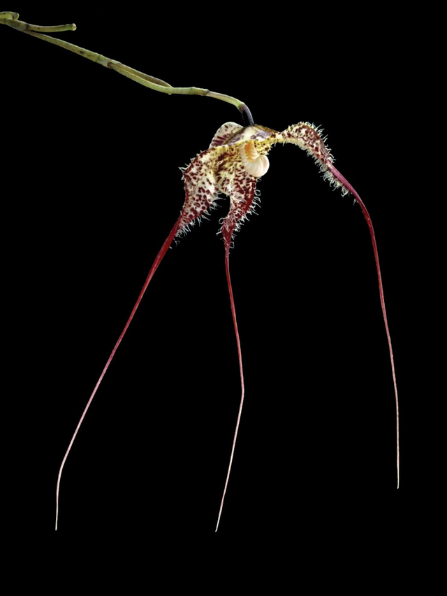 Shadow Facing Essence