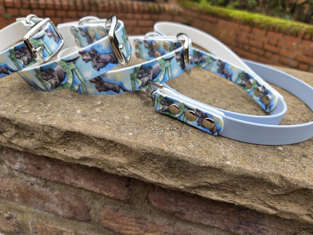 Black Cocker Spaniel w/blue background 