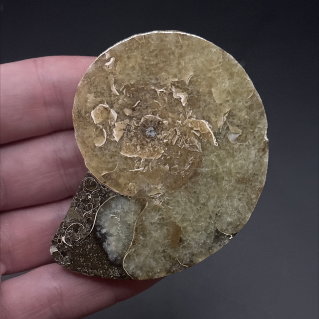 Cleoniceras Ammonite (Cut &amp; Polished)