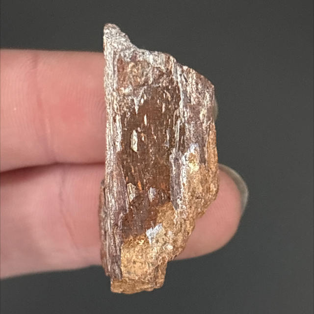 Carcharodontosaurus Bone Fragment