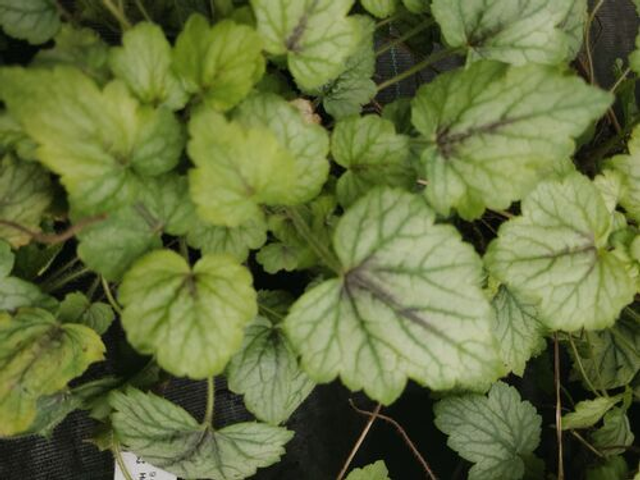 Heucherella 'Blue Ridge' 