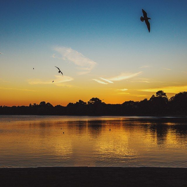 Vögel über dem Abendsee