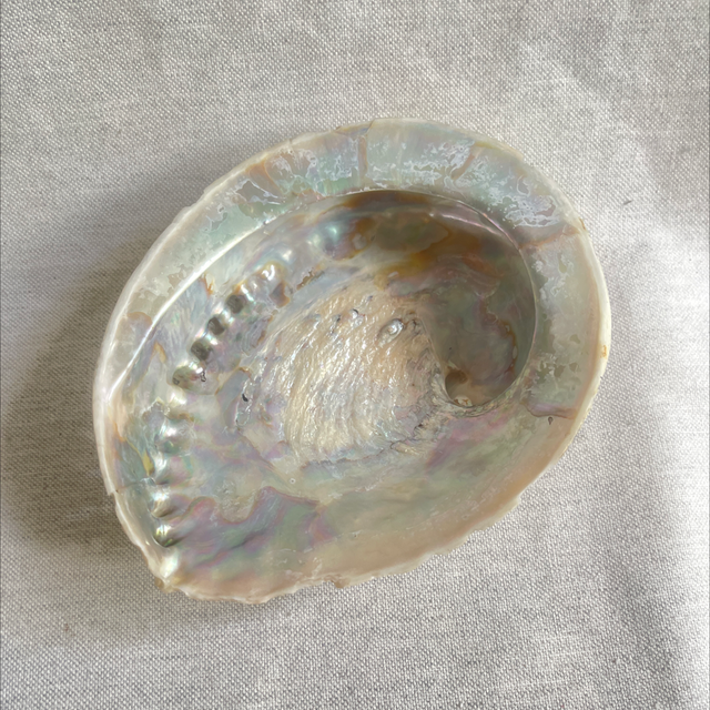 Abalone Muschel Schmuckablage Seifenablage