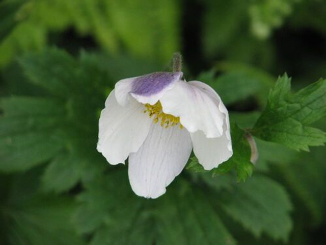 Anemone 'Wild Swan' 1 litre