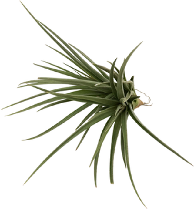 Tillandisa jucunda var jucunda