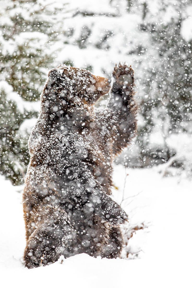 Tirage "L'attrape-neige"