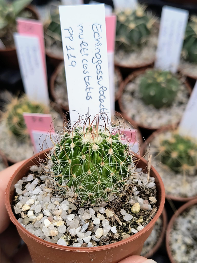 Echinofossulocactus multicostatus PP119