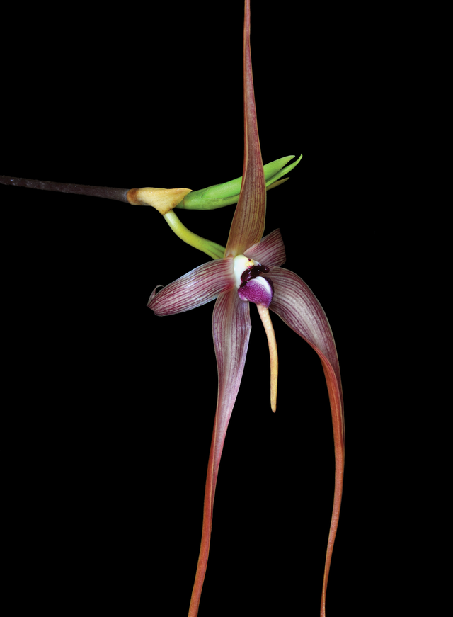 Internal Cleansing Essence