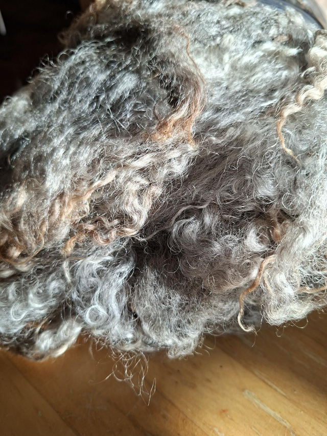 Gotland Leicester croisé 282g Toison26004