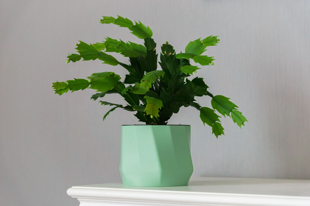 Pot à réservoir hexagonal design et coloré