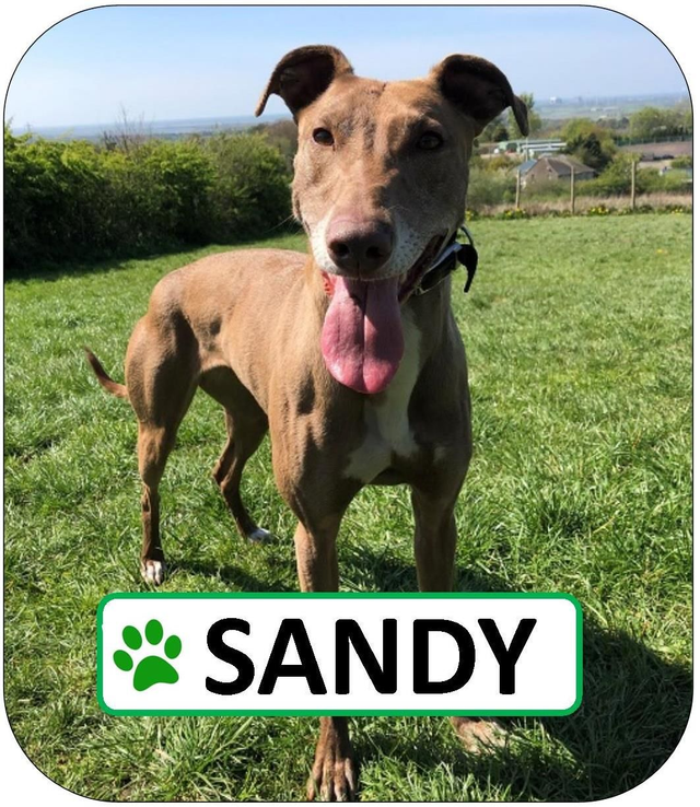 Sandy Sponsorship Pack