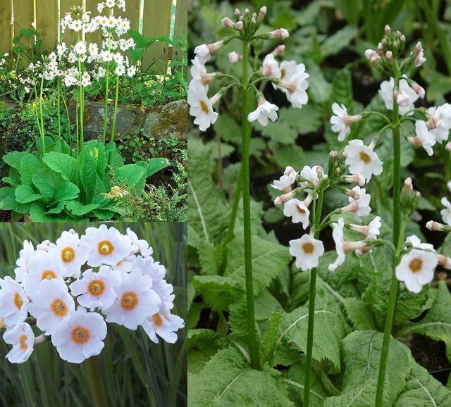 9 X plants Primula japonica Postford White garden ready