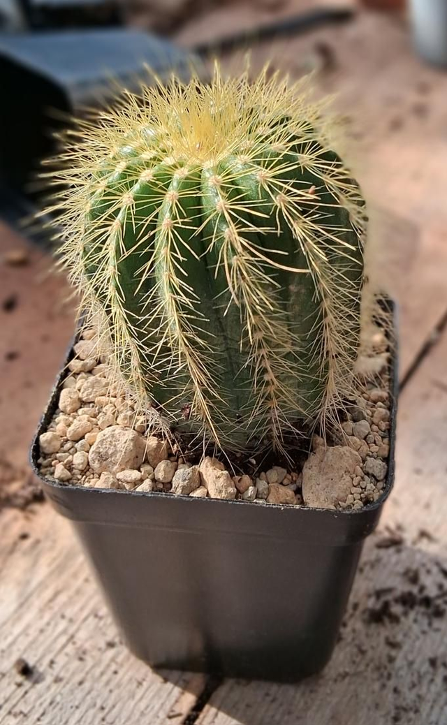 D164 . Notocactus warasii vaso 7x7