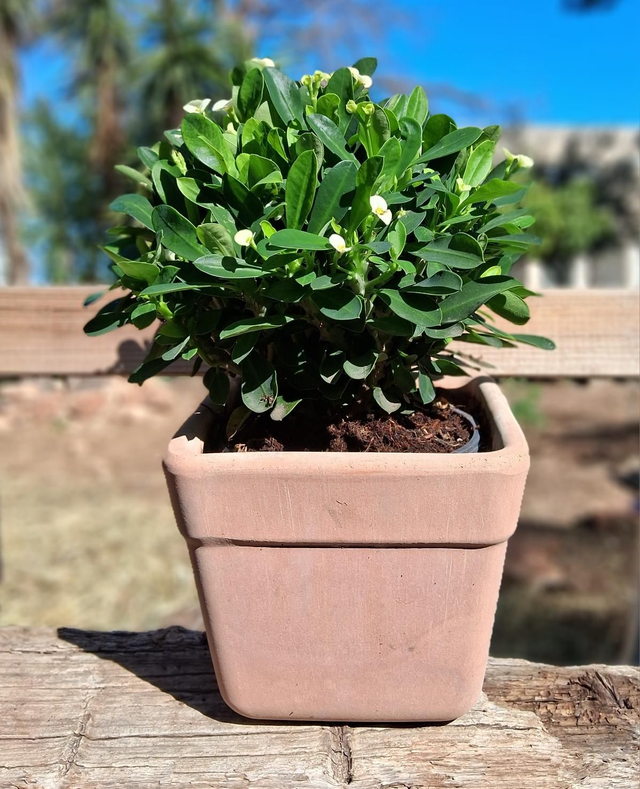 K23 . Vaso quadro 'Arena' in terracotta di CorinoBruna