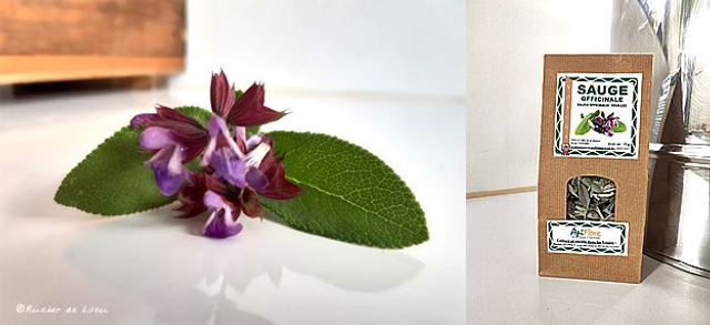 Sauge - Ail des Ours - Miel Curcuma & Gingembre